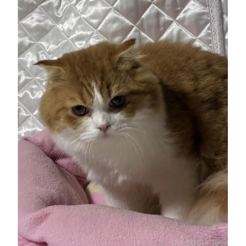販売中の神奈川県のスコティッシュフォールド(折れ耳)-122782の17枚目
