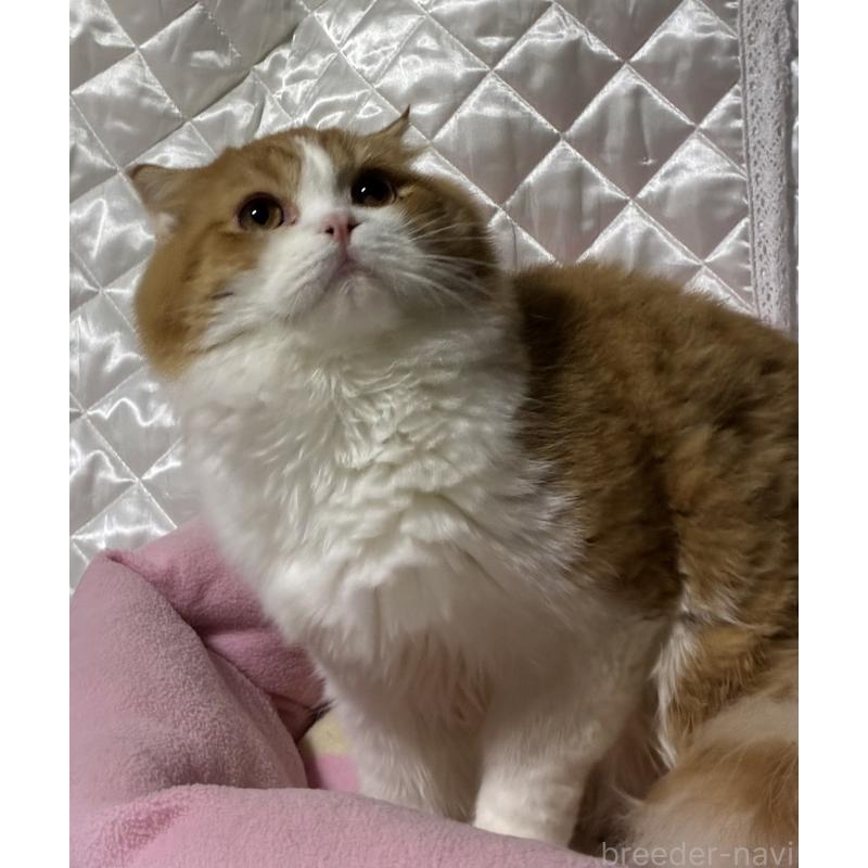 販売中の神奈川県のスコティッシュフォールド(折れ耳)-122782の16枚目