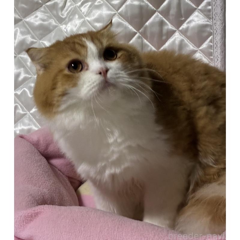 販売中の神奈川県のスコティッシュフォールド(折れ耳)-122782の15枚目