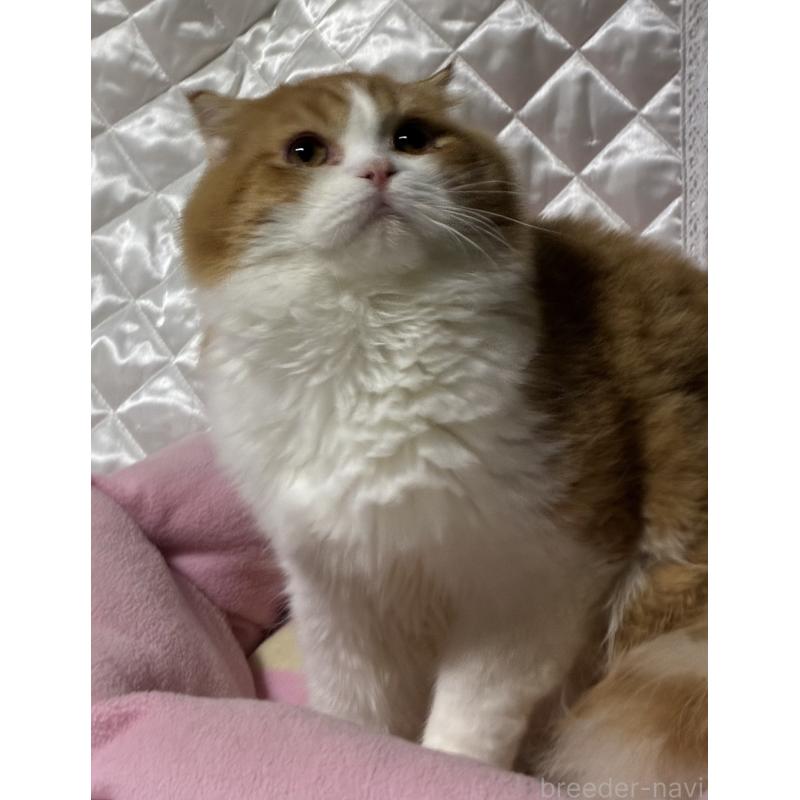 販売中の神奈川県のスコティッシュフォールド(折れ耳)-122782の14枚目