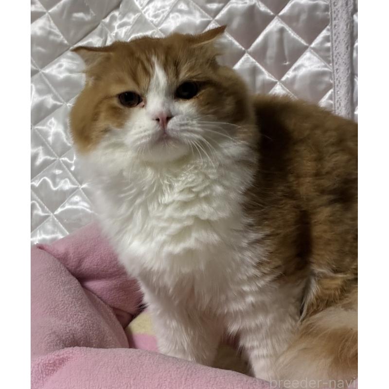 販売中の神奈川県のスコティッシュフォールド(折れ耳)-122782の13枚目