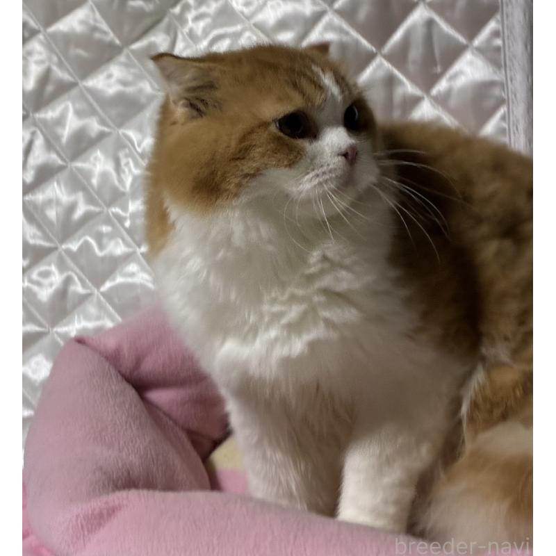 販売中の神奈川県のスコティッシュフォールド(折れ耳)-122782の12枚目