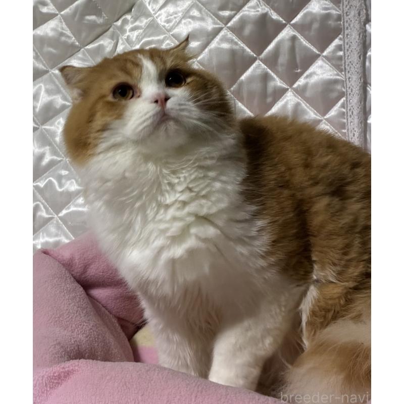 販売中の神奈川県のスコティッシュフォールド(折れ耳)-122782の11枚目