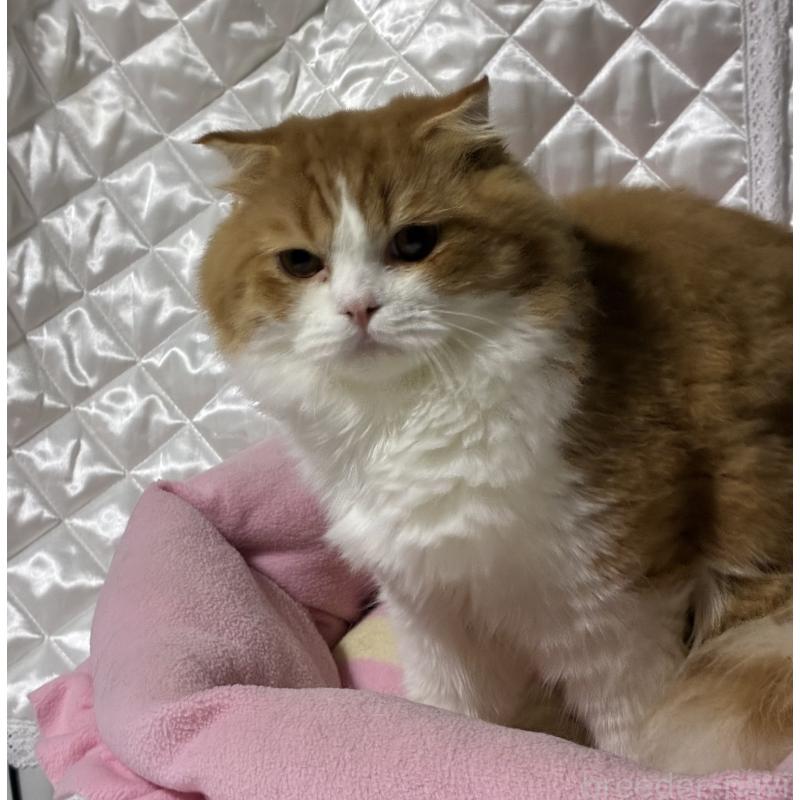 販売中の神奈川県のスコティッシュフォールド(折れ耳)-122782の10枚目