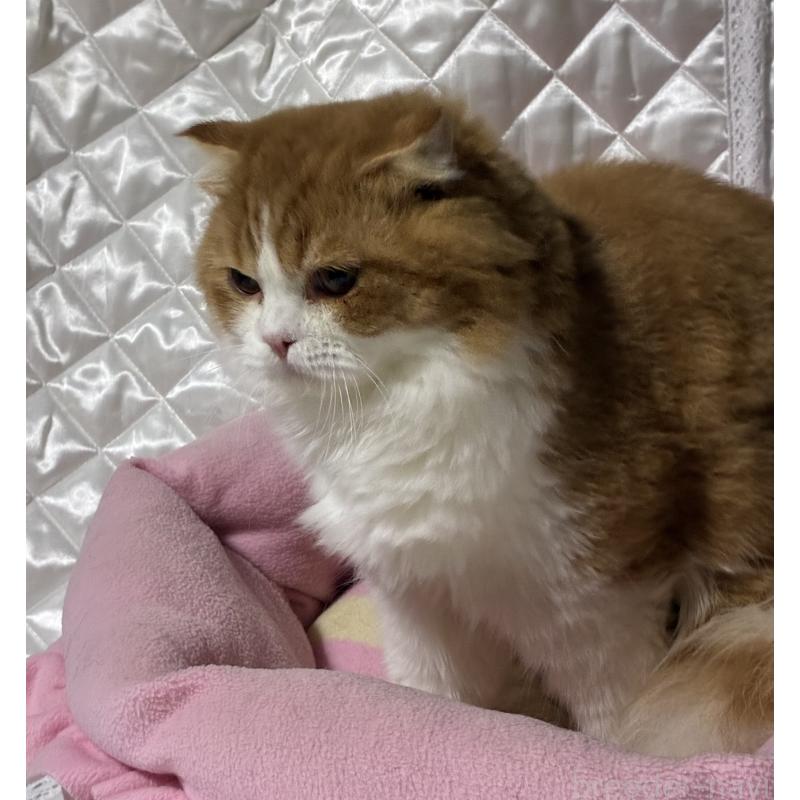 販売中の神奈川県のスコティッシュフォールド(折れ耳)-122782の9枚目