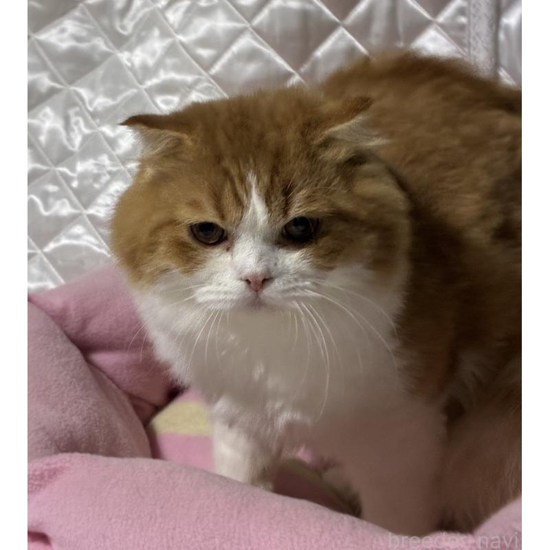 販売中の神奈川県のスコティッシュフォールド(折れ耳)-122782の8枚目