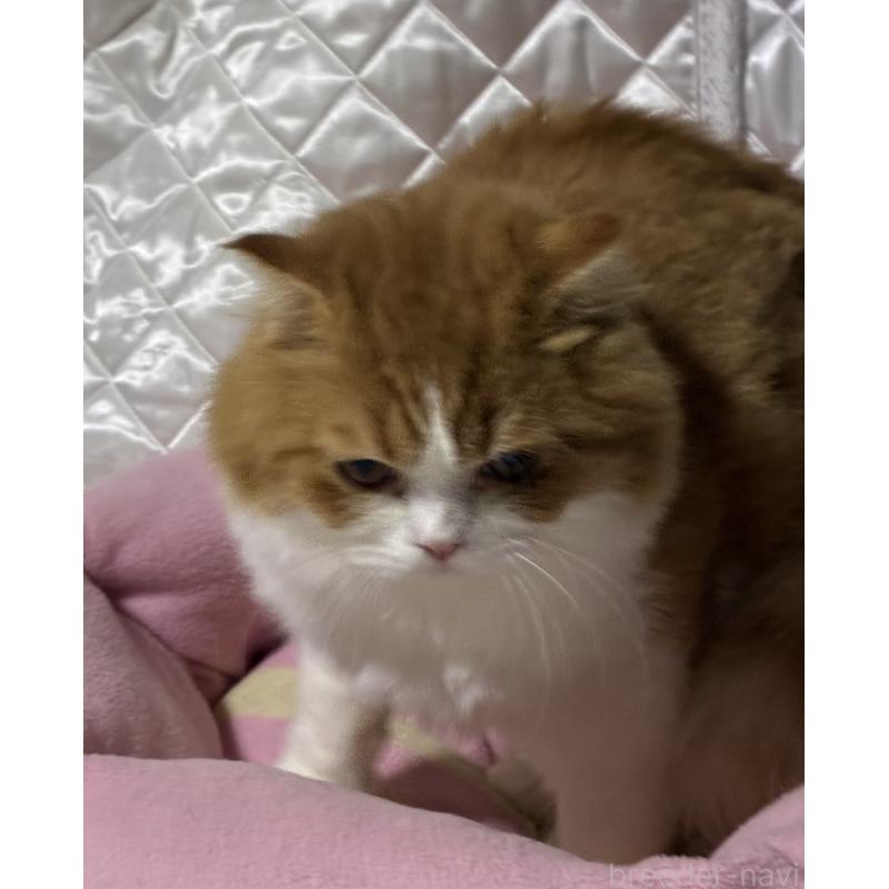 販売中の神奈川県のスコティッシュフォールド(折れ耳)-122782の7枚目