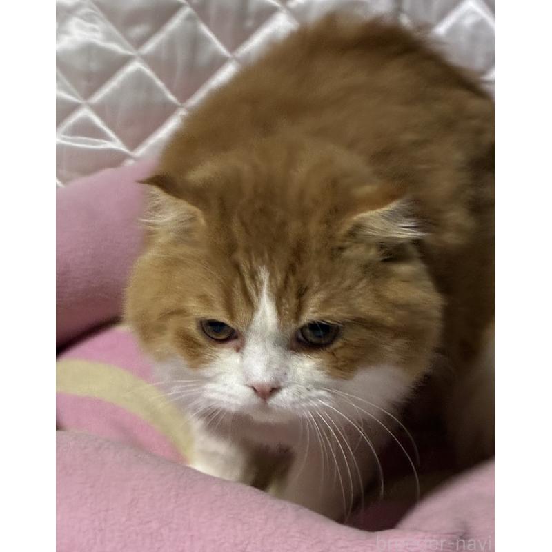 販売中の神奈川県のスコティッシュフォールド(折れ耳)-122782の6枚目