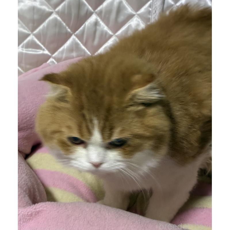 販売中の神奈川県のスコティッシュフォールド(折れ耳)-122782の5枚目