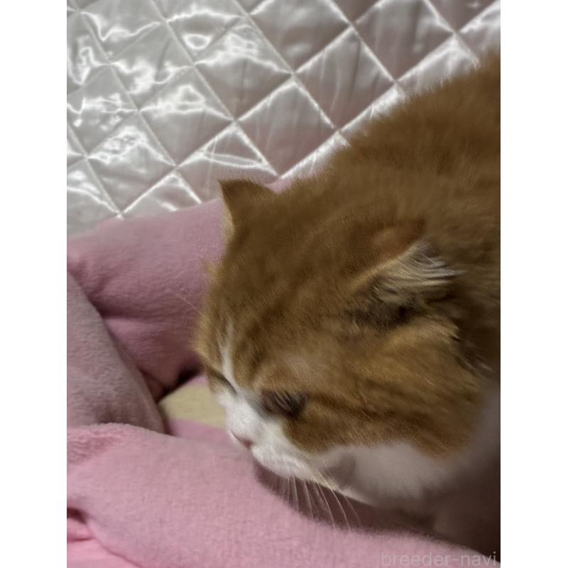販売中の神奈川県のスコティッシュフォールド(折れ耳)-122782の4枚目