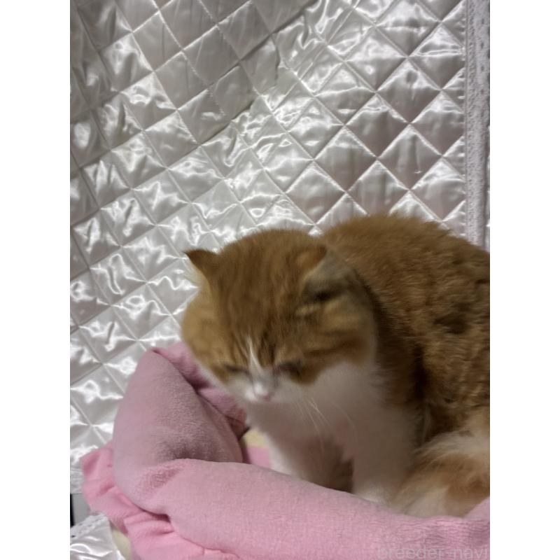 販売中の神奈川県のスコティッシュフォールド(折れ耳)-122782の2枚目