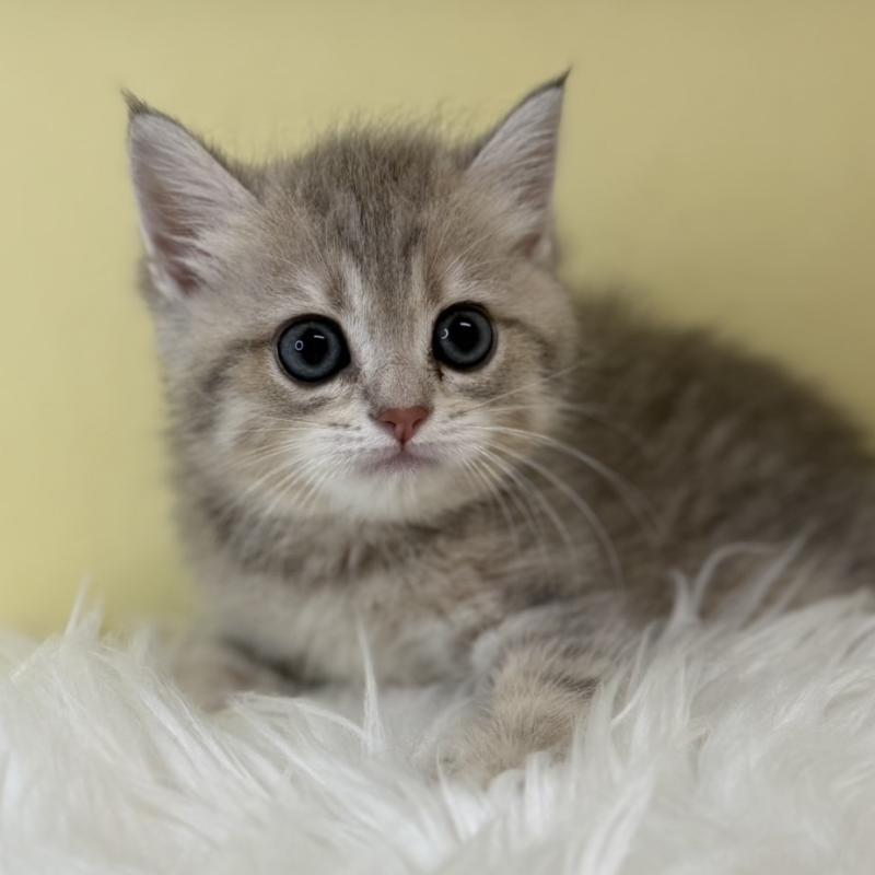 販売中の埼玉県のブリティッシュショートヘア-128851