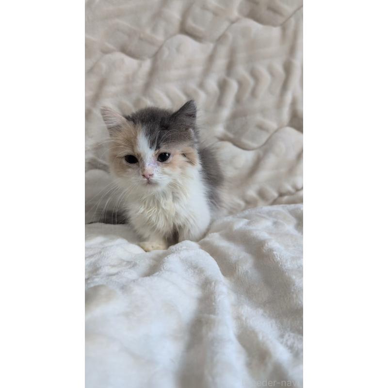 成約済の熊本県のマンチカン(短足)-127231の5枚目