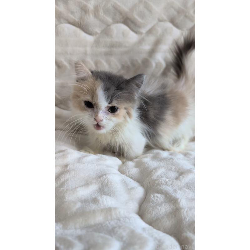 成約済の熊本県のマンチカン(短足)-127231の4枚目