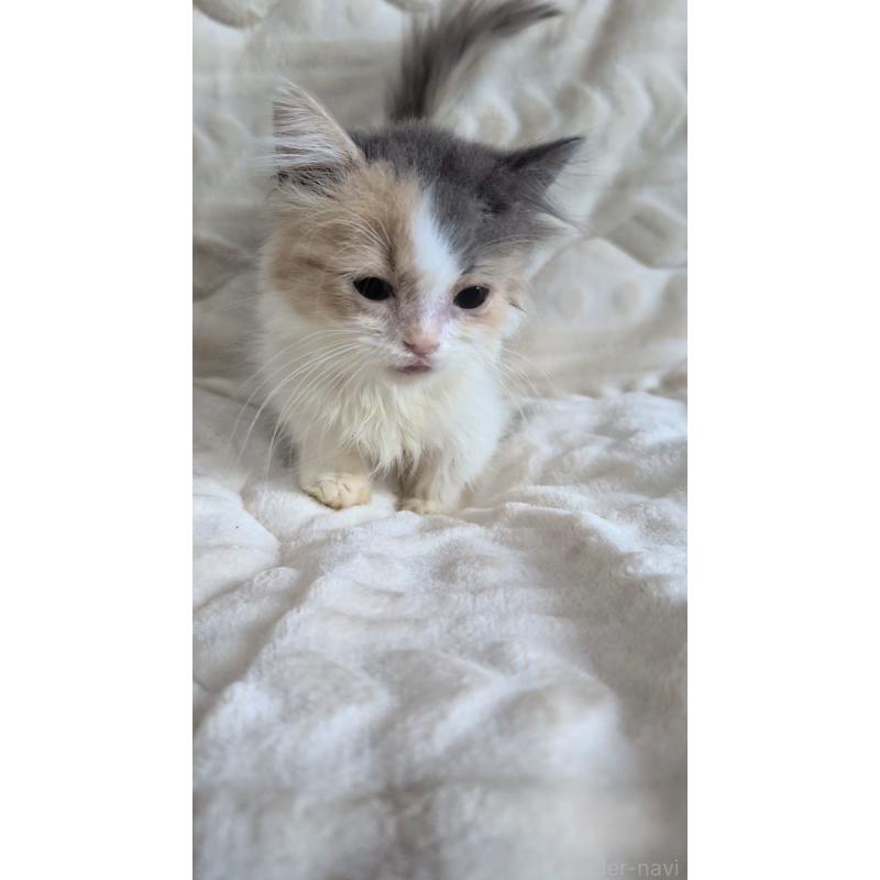 成約済の熊本県のマンチカン(短足)-127231の2枚目