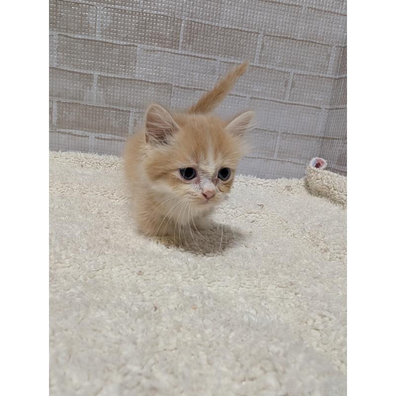 販売中の熊本県のマンチカン(短足)-129647の5枚目