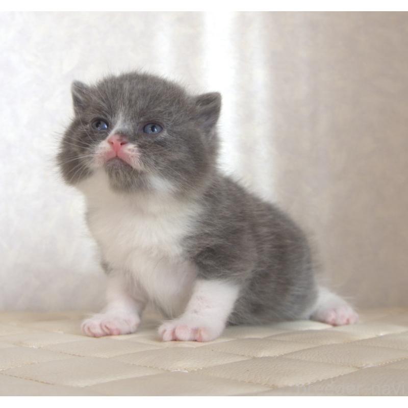 販売中の静岡県のブリティッシュショートヘア-129203の27枚目