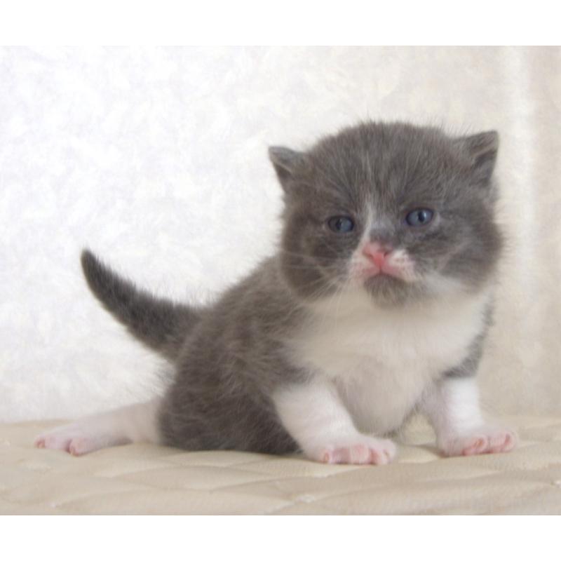 販売中の静岡県のブリティッシュショートヘア-129203の26枚目