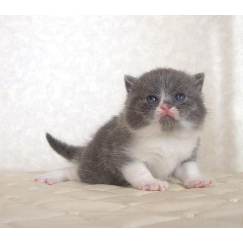 販売中の静岡県のブリティッシュショートヘア-129203の25枚目