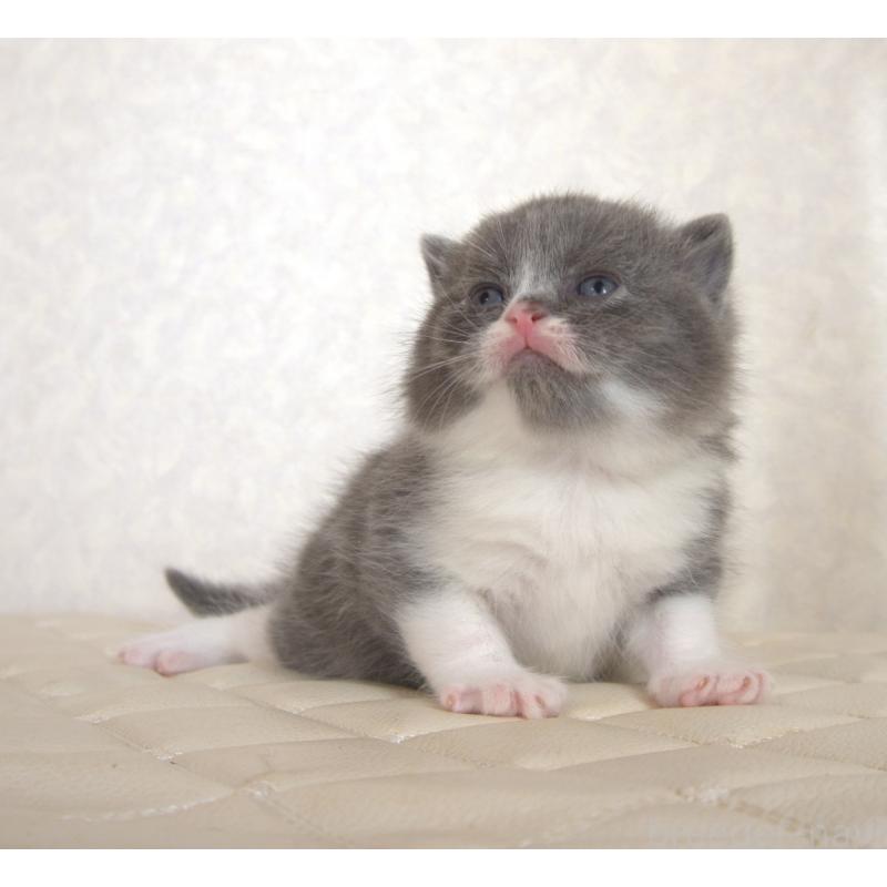 販売中の静岡県のブリティッシュショートヘア-129203の24枚目