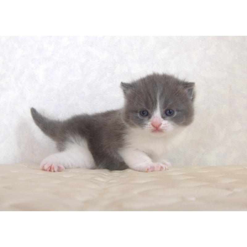 販売中の静岡県のブリティッシュショートヘア-129204の29枚目