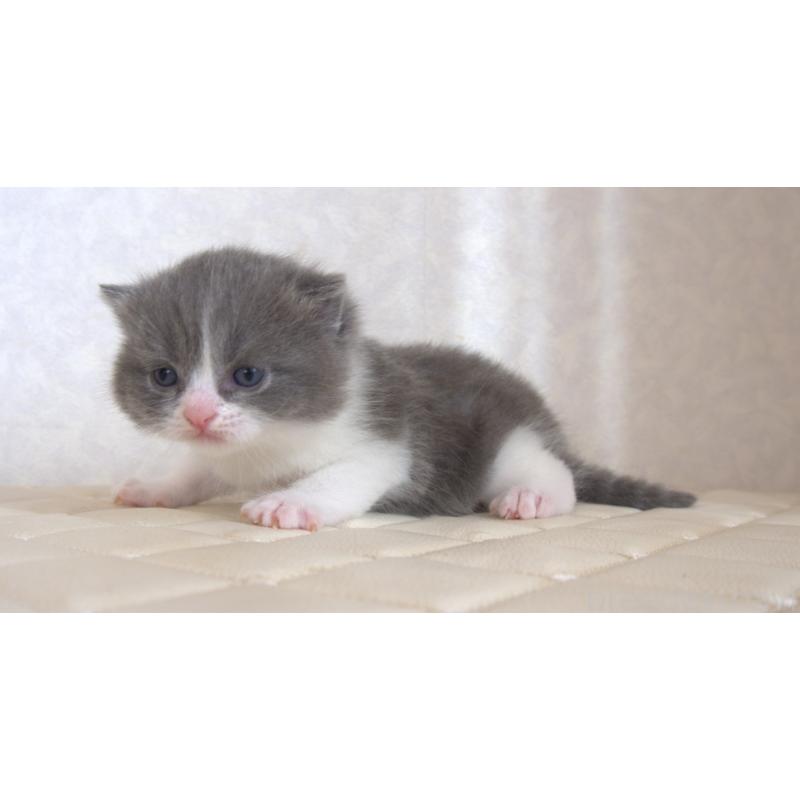 販売中の静岡県のブリティッシュショートヘア-129204の28枚目