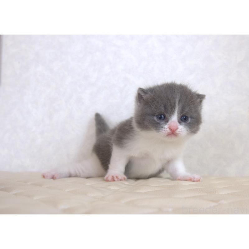 販売中の静岡県のブリティッシュショートヘア-129204の26枚目