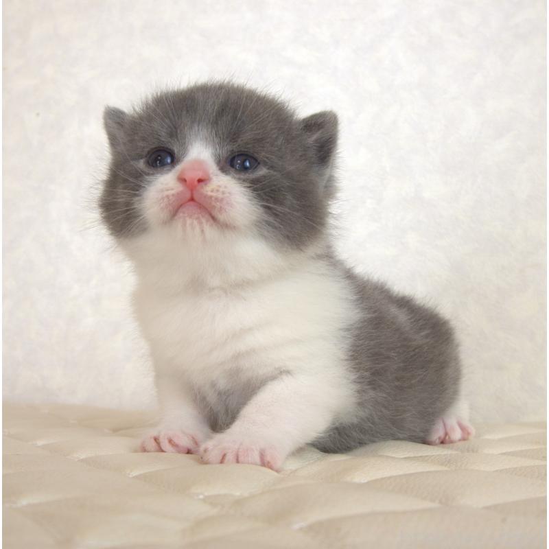 販売中の静岡県のブリティッシュショートヘア-129202の28枚目