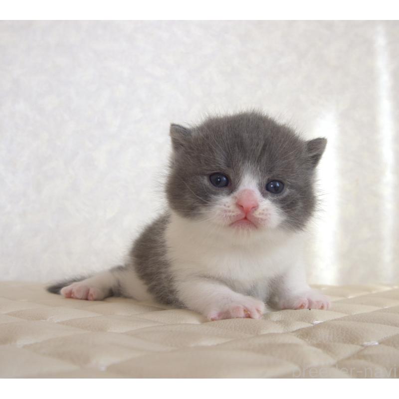 販売中の静岡県のブリティッシュショートヘア-129202の27枚目