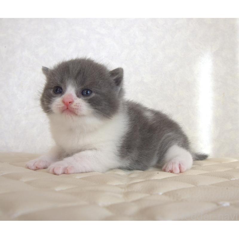 販売中の静岡県のブリティッシュショートヘア-129202の26枚目