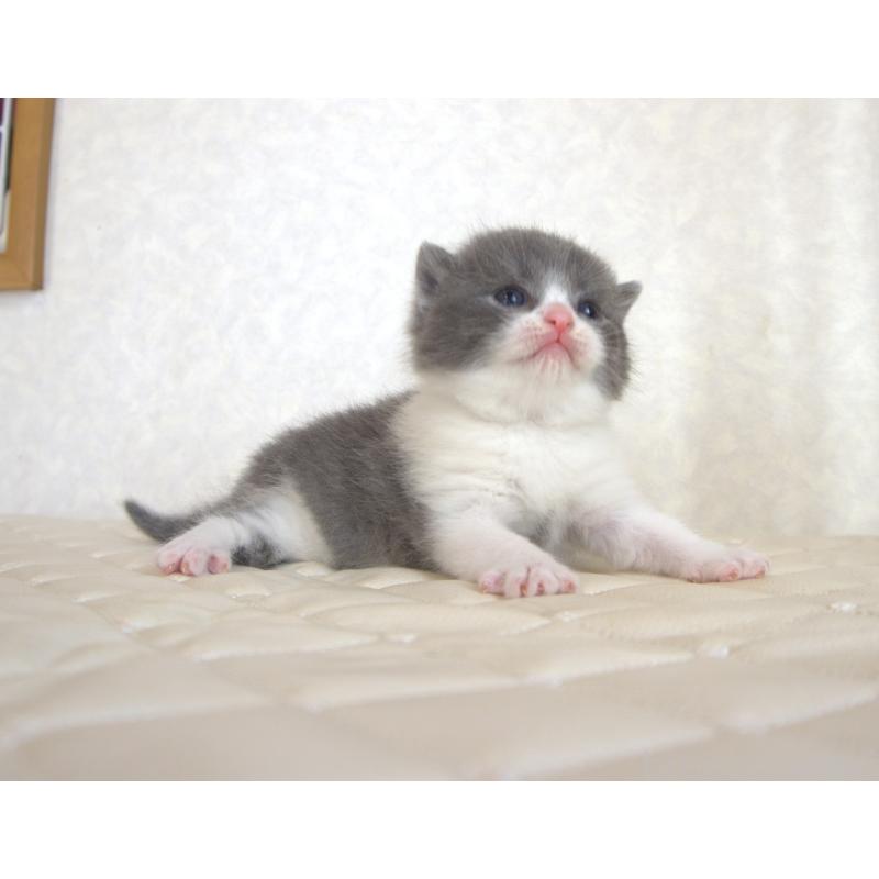 販売中の静岡県のブリティッシュショートヘア-129202の24枚目