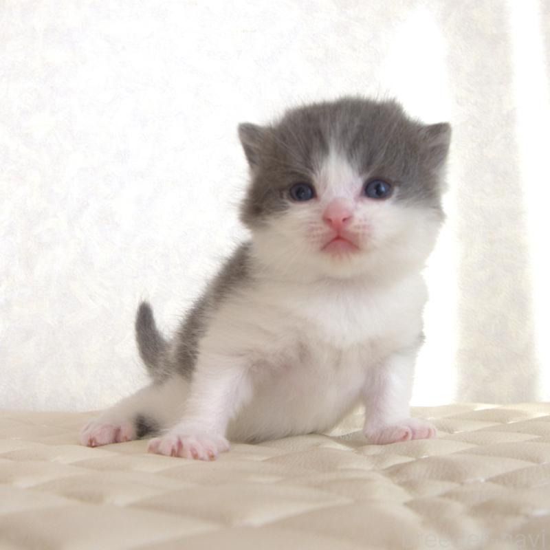 販売中の静岡県のブリティッシュショートヘア-129201の29枚目