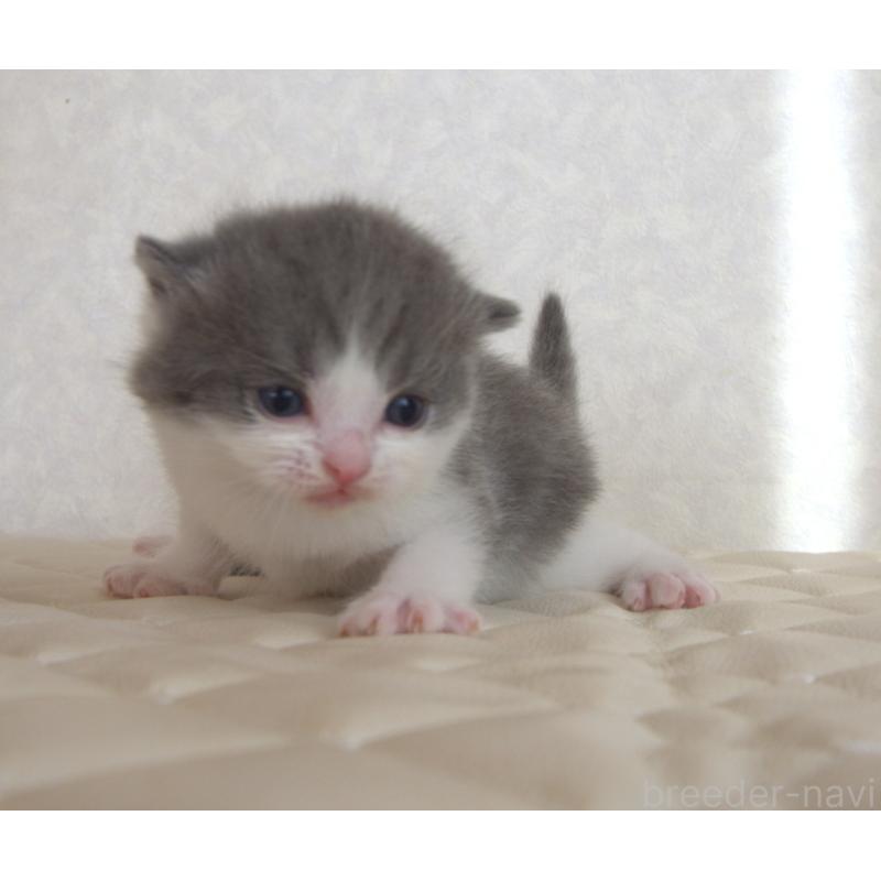 販売中の静岡県のブリティッシュショートヘア-129201の27枚目