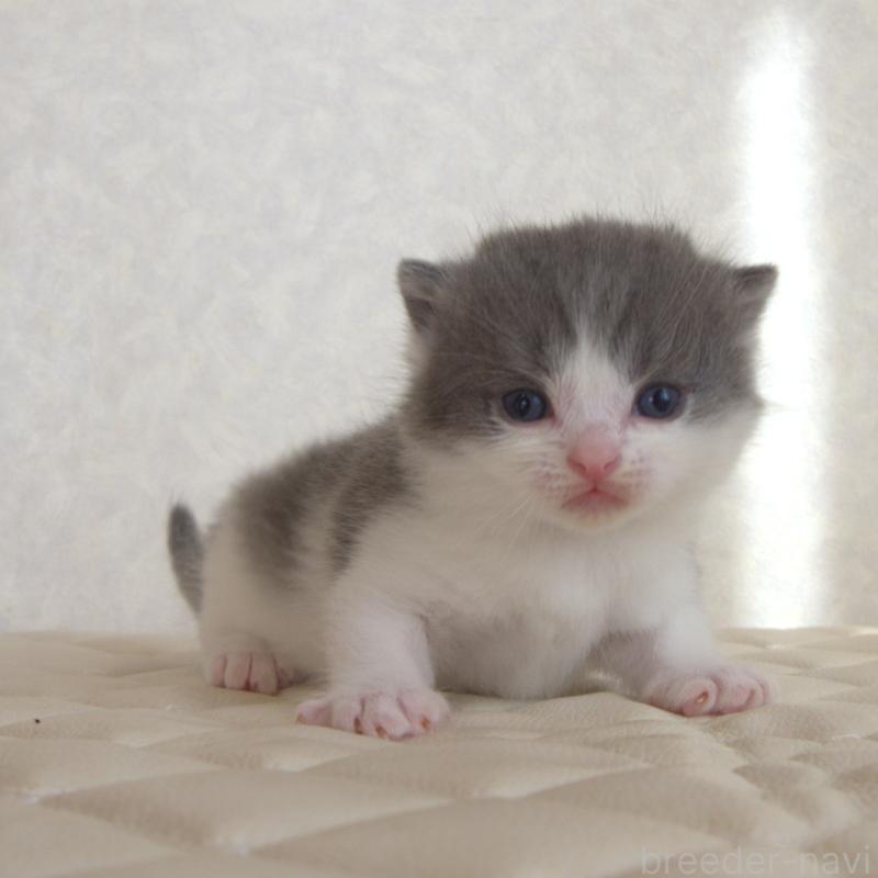 販売中の静岡県のブリティッシュショートヘア-129201の26枚目