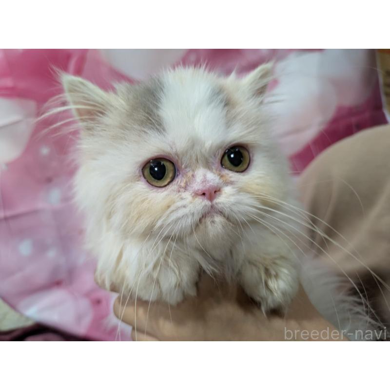 販売中の大阪府のミヌエット-124137の4枚目