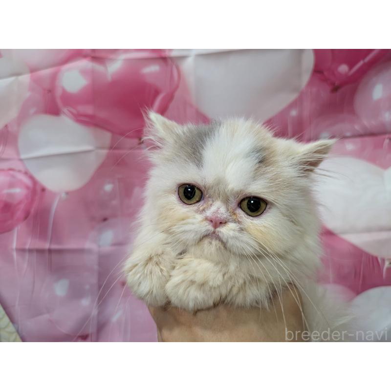 販売中の大阪府のミヌエット-124137の3枚目