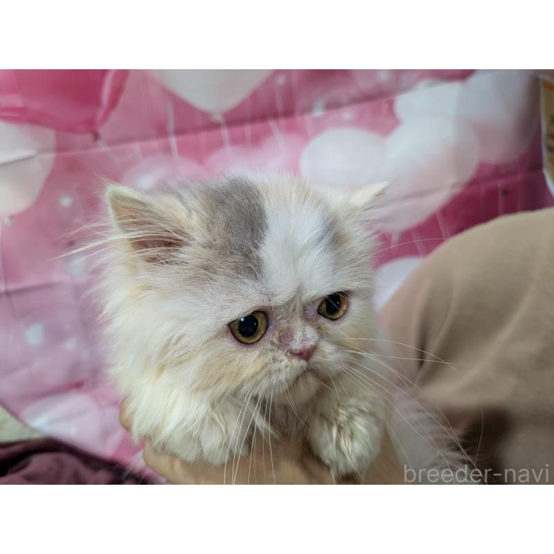 販売中の大阪府のミヌエット-124137の2枚目