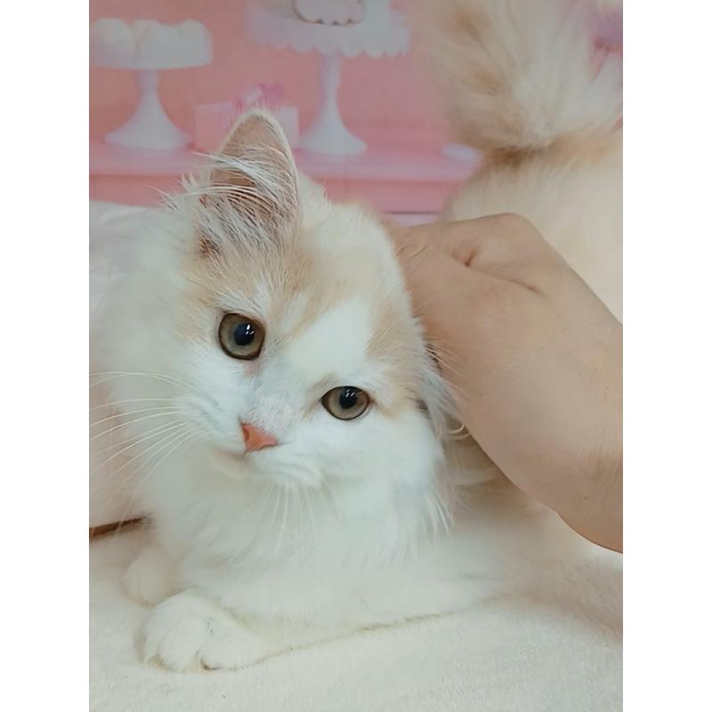販売中の千葉県のマンチカン-129656の2枚目