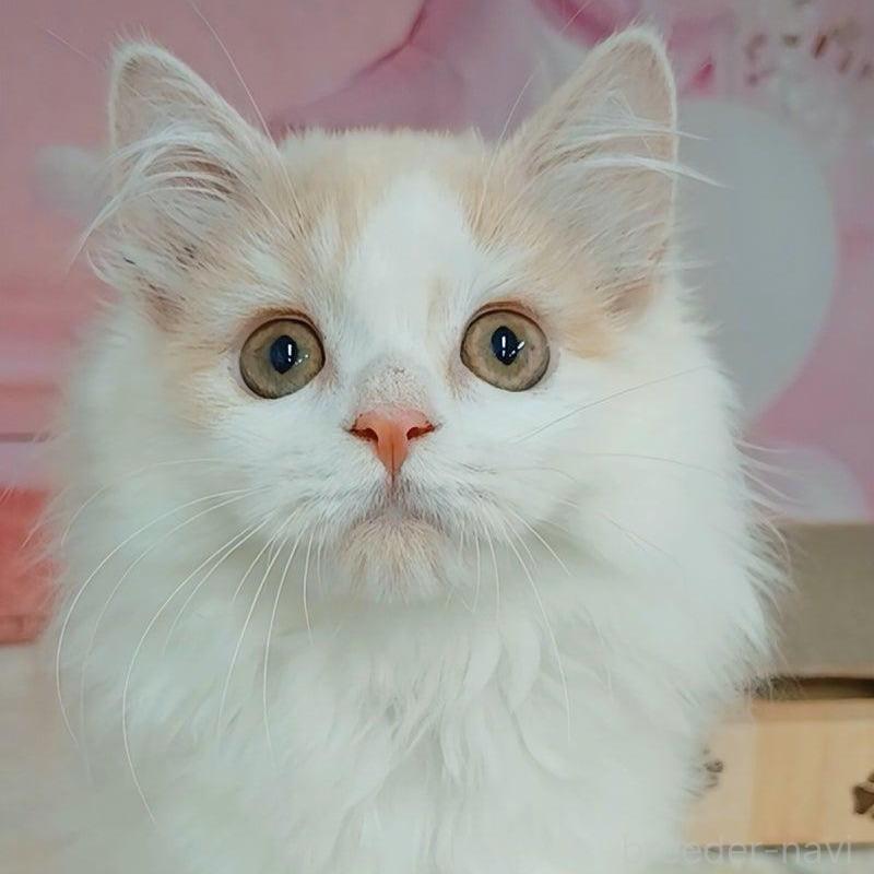 販売中の千葉県のマンチカン-129656