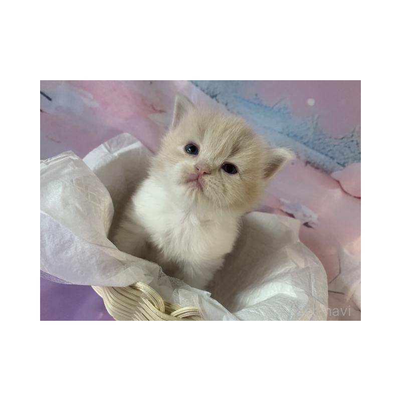 販売中の大阪府のスコティッシュフォールド-129657の2枚目