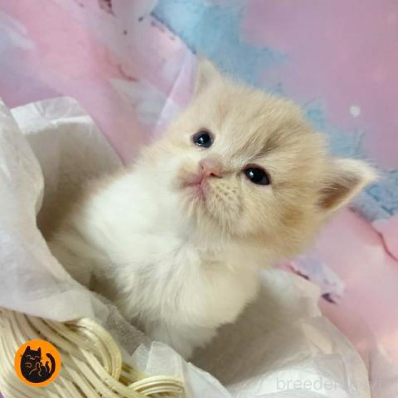 販売中の大阪府のスコティッシュフォールド-129657