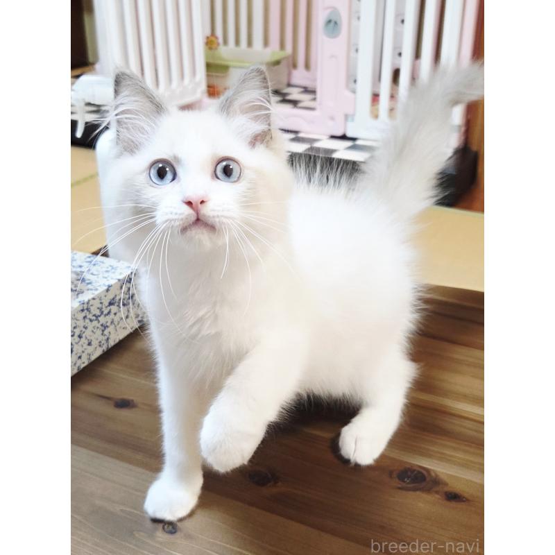 販売中の奈良県のラグドール-126944の3枚目