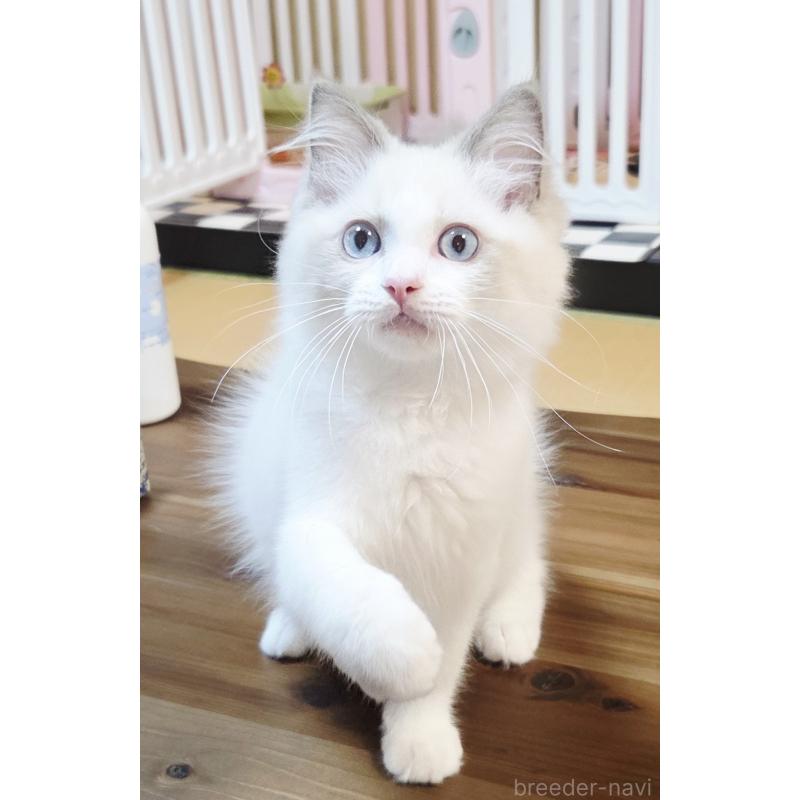 販売中の奈良県のラグドール-126944の2枚目