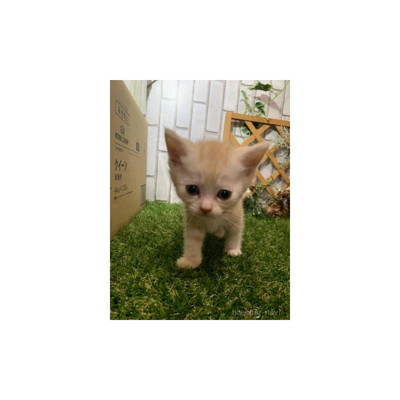 販売中の静岡県のアメリカンショートヘア-129661の2枚目