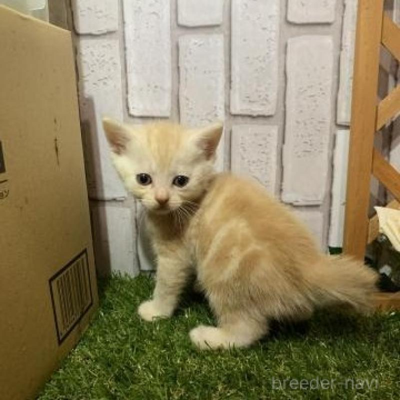 販売中の静岡県のアメリカンショートヘア-129661の1枚目
