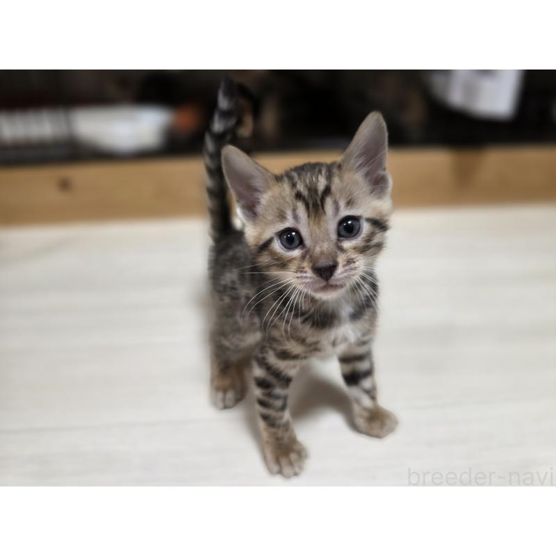 販売中の神奈川県のベンガル-129173の3枚目