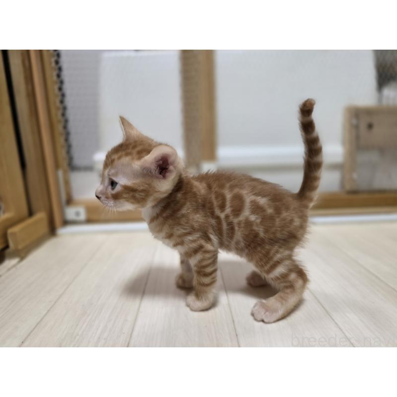 販売中の神奈川県のベンガル-129174の5枚目