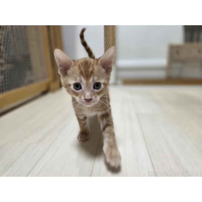 販売中の神奈川県のベンガル-129174の4枚目