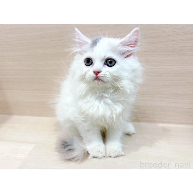 販売中の東京都のサイベリアン-129676の4枚目