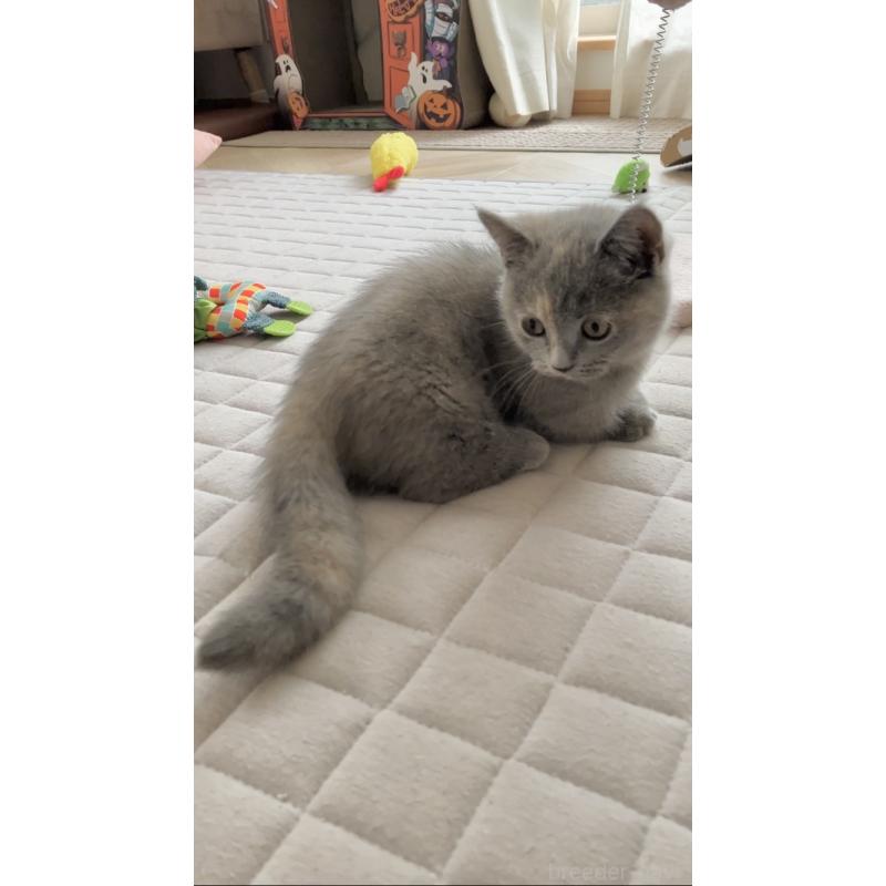 販売中の東京都のマンチカン(短足)-129602の2枚目